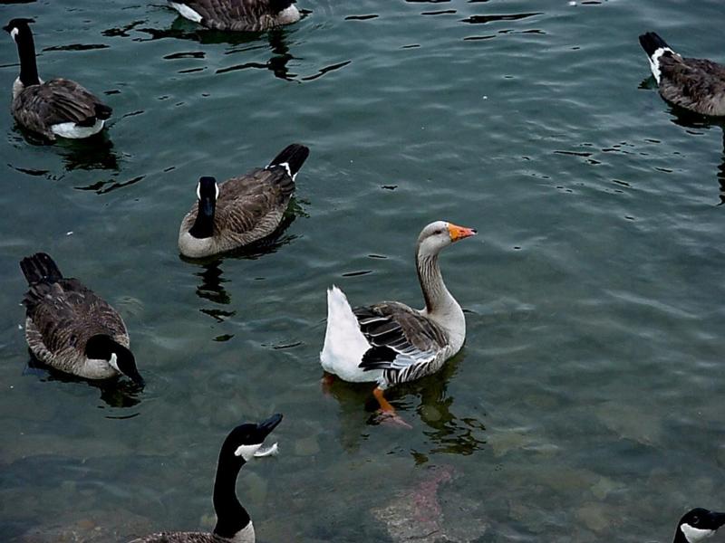 canadiangoose.jpg - 37875 Bytes