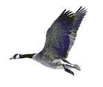 canadiangoose.gif - 37875 Bytes