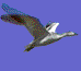 anigoosean.gif - 9604 Bytes