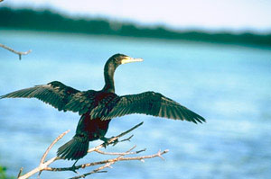 Cormorant