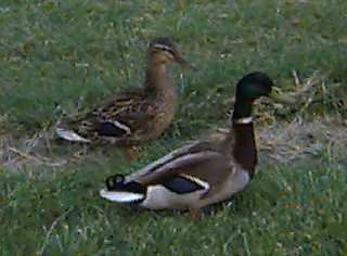 canadiangoose.jpg - 37875 Bytes