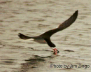 Black Skimmer