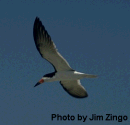 Black Skimmer