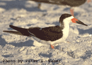 Black Skimmer