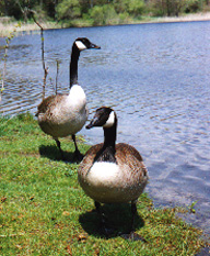 canadiangoose.jpg - 37875 Bytes